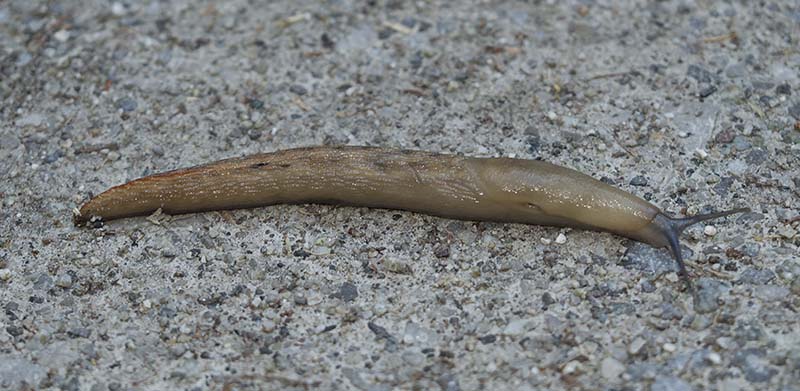 Limax strobeli da confermare